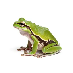 Tree frog
