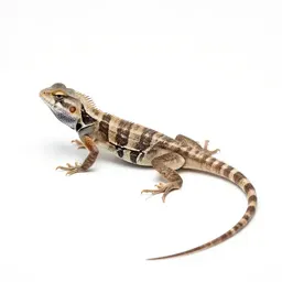 Tree lizard