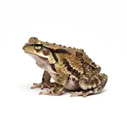 Tree toad