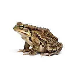 True toad