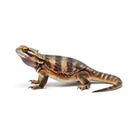 Tuatara