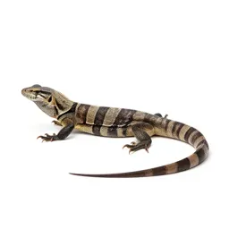 Venomous lizard