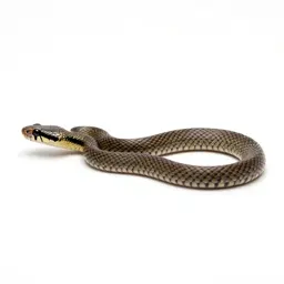 Vine snake