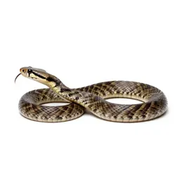 Viper