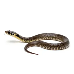 Water snake
