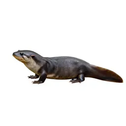 Waterdog