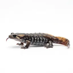 Web-toed salamander