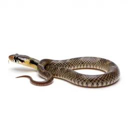 Western blind snake