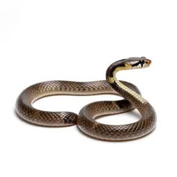 Western coral snake