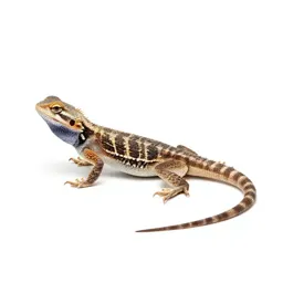 Western fence lizard