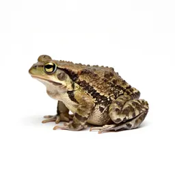 Western narrow-mouthed toad