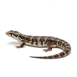 Western whiptail