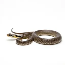 Whip-snake