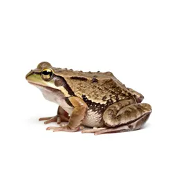 Wood-frog