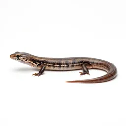 Worm lizard