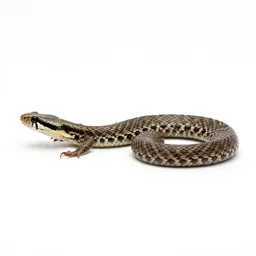 Adder