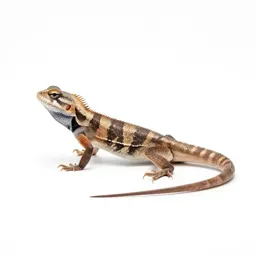Agama