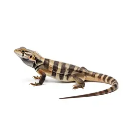 Agamid
