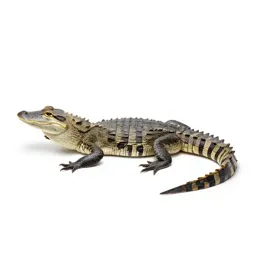 Alligator lizard