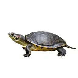 Alligator snapping turtle