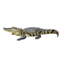 Alligator