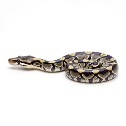Amethystine python