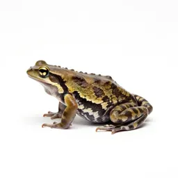 Amphibian