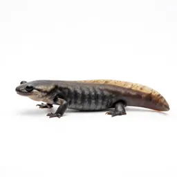 Amphiuma