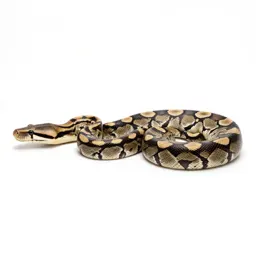 Anaconda