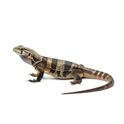 Anguid lizard