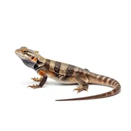 Earless lizard