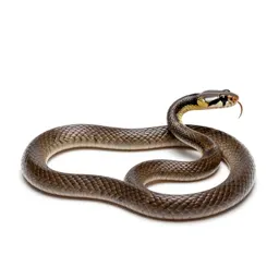 Eastern coral snake