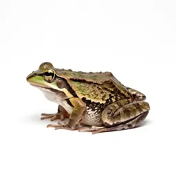 Eastern cricket frog