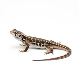 Eastern fence lizard