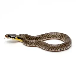 Eastern ground snake