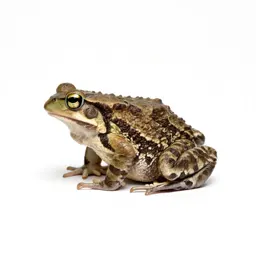 Eastern narrow-mouthed toad