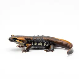 Eastern red-backed salamander