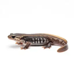 Eft