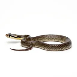 Elapid
