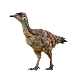 Ornithomimid