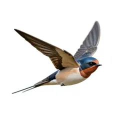 Barn swallow in flight