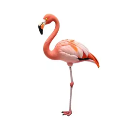 Flamingo on one leg