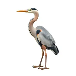 Heron standing still