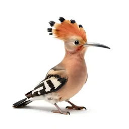 Hoopoe with its crest raised