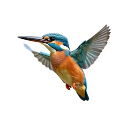 Kingfisher hovering