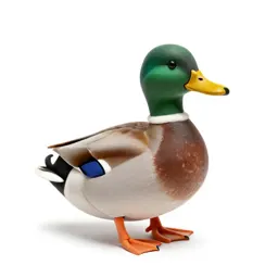 Mallard duck