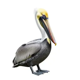 Pelican with its pouch full