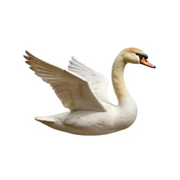 Swan gliding