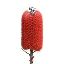 Banksia flower