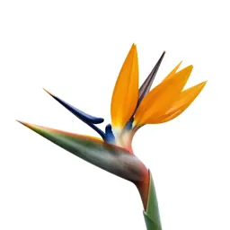 Bird of paradise flower